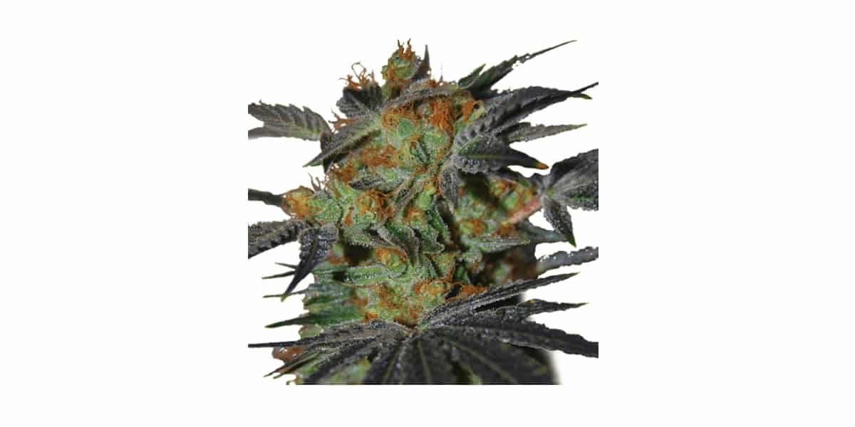 Orange agent strain