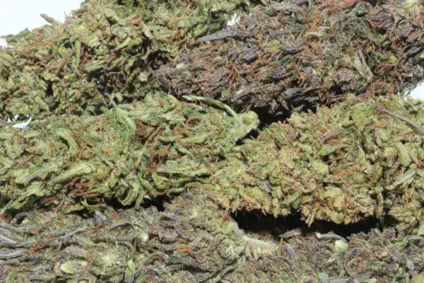 Berry Blossom Hemp